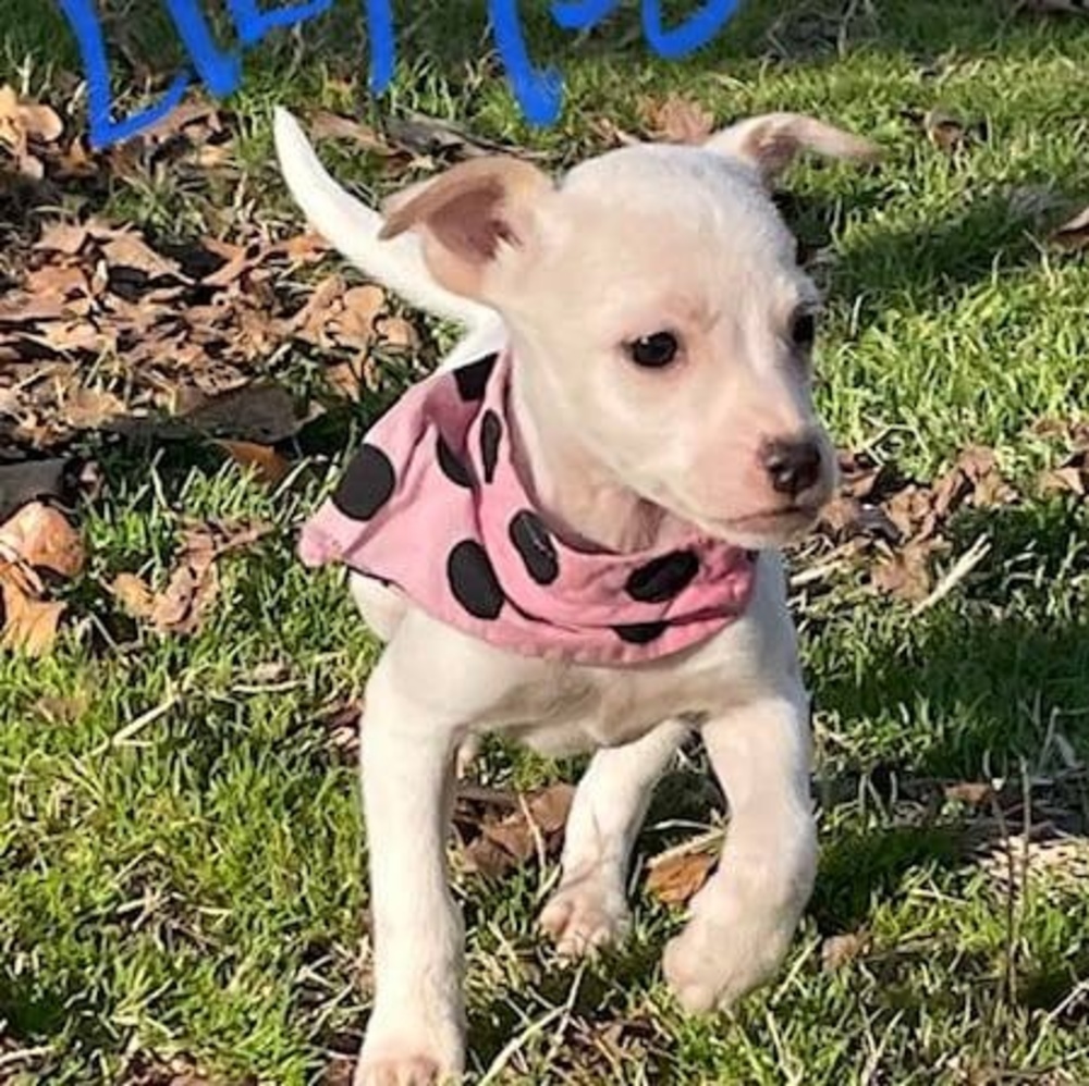 Meet your Posher, Bridget